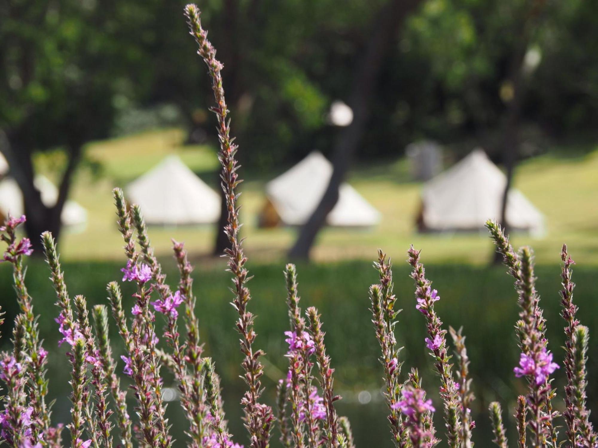 Iluka Retreat Glamping Village Red Hill South Dış mekan fotoğraf